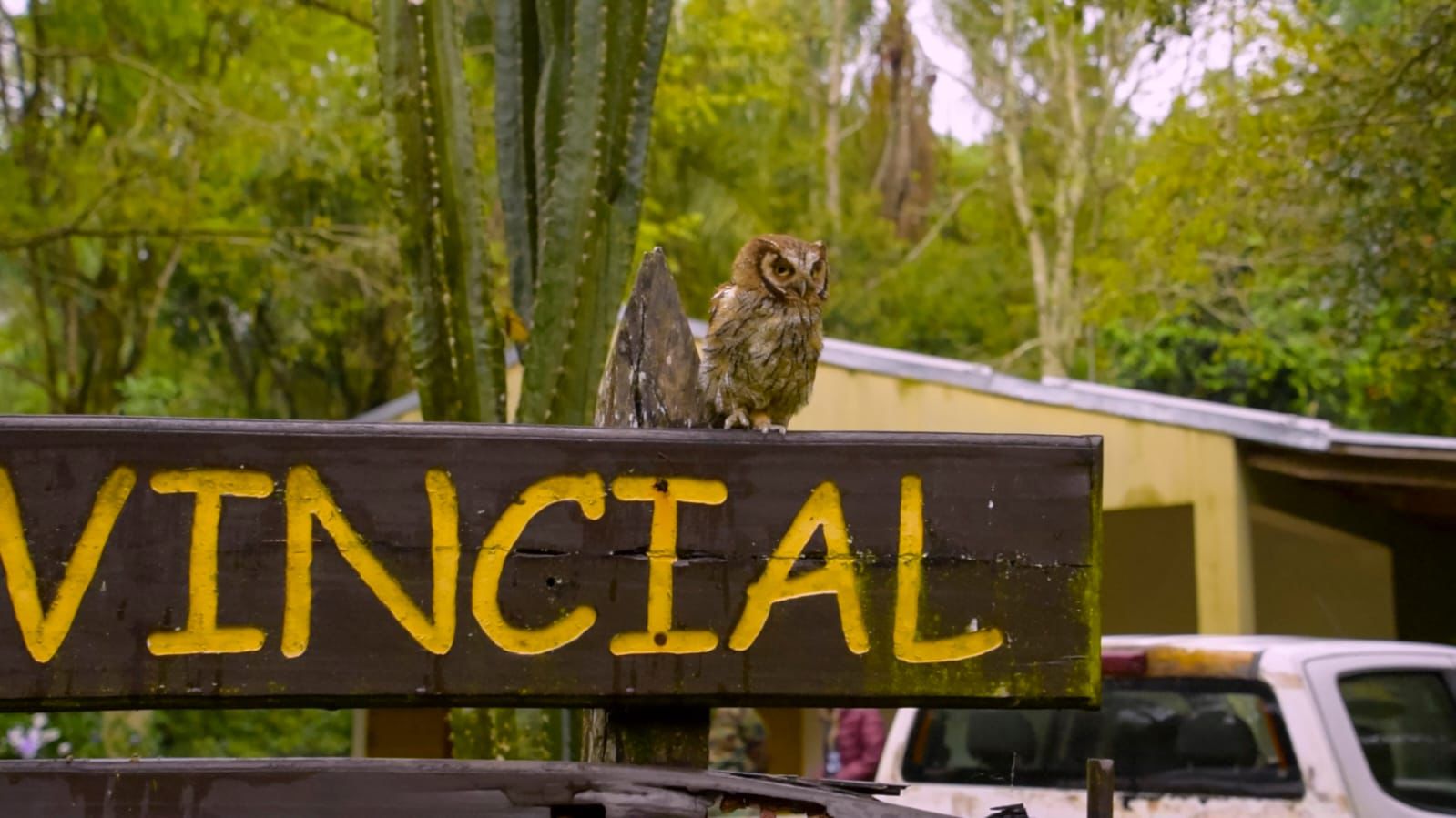 Tras un largo proceso de rehabilitación, tres pecaríes labiados y una lechuza fueron reinsertados en su hábitat natural imagen-12