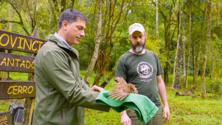 Tras un largo proceso de rehabilitación, tres pecaríes labiados y una lechuza fueron reinsertados en su hábitat natural imagen-10