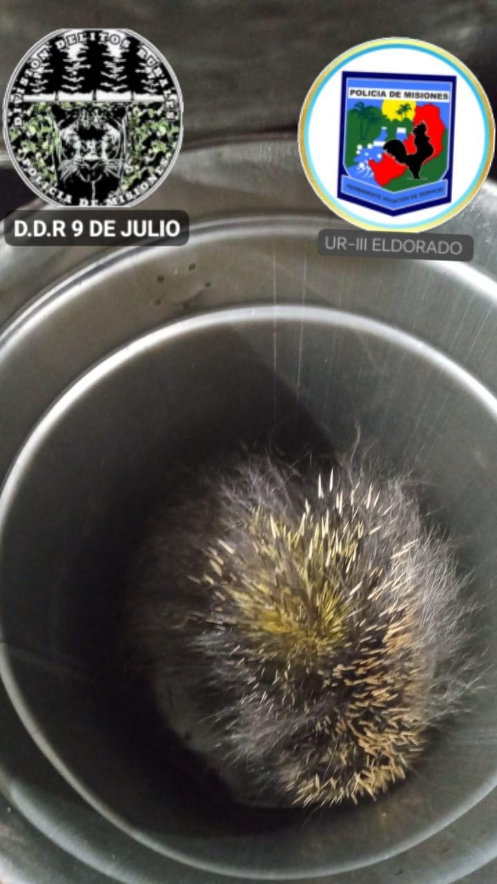 Eldorado: rescatan un erizo silvestre que apareció dentro de una vivienda imagen-2