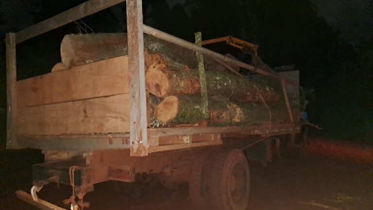 Secuestraron madera nativa en procedimientos de control en Comandante Andresito Secuestraron madera nativa en procedimientos de control en Comandante Andresito imagen-12