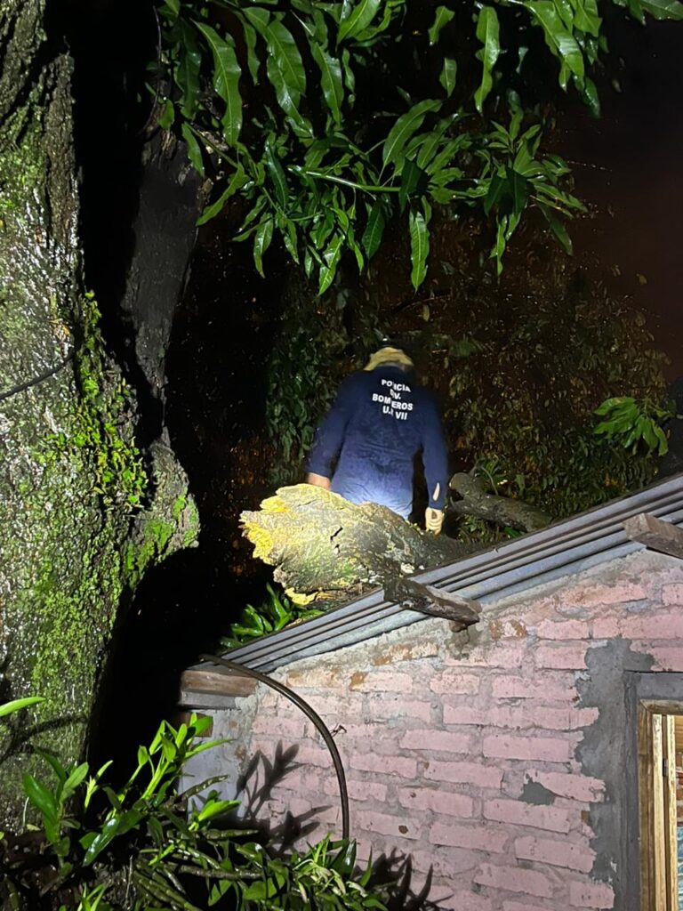 Por los fuertes vientos un árbol de gran porte cayó sobre una vivienda en Apóstoles Por los fuertes vientos un árbol de gran porte cayó sobre una vivienda en Apóstoles imagen-8