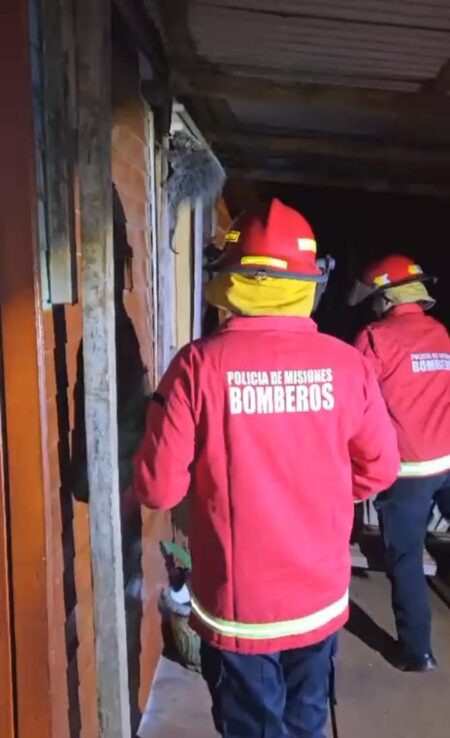 Bomberos de la Policía retiraron una colmena de abejas de una escuela y la reubicaron en el monte imagen-10