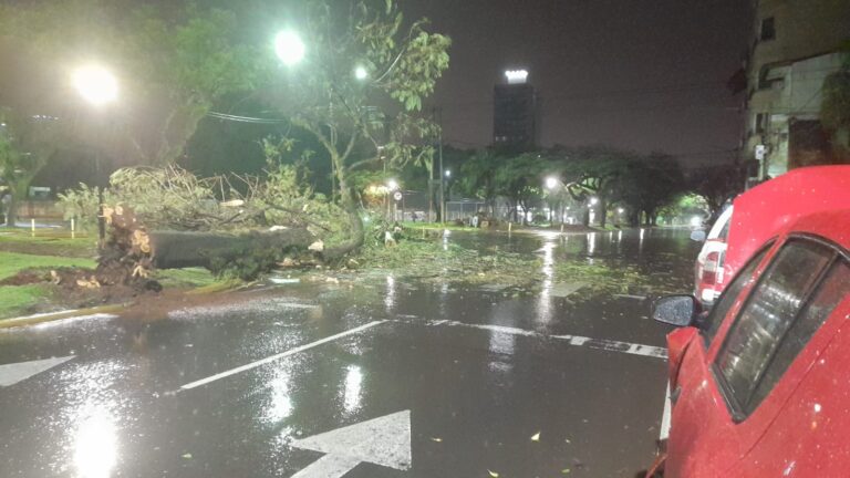 Posadas: daño en automóvil por caída de un árbol, sin lesionados imagen-2