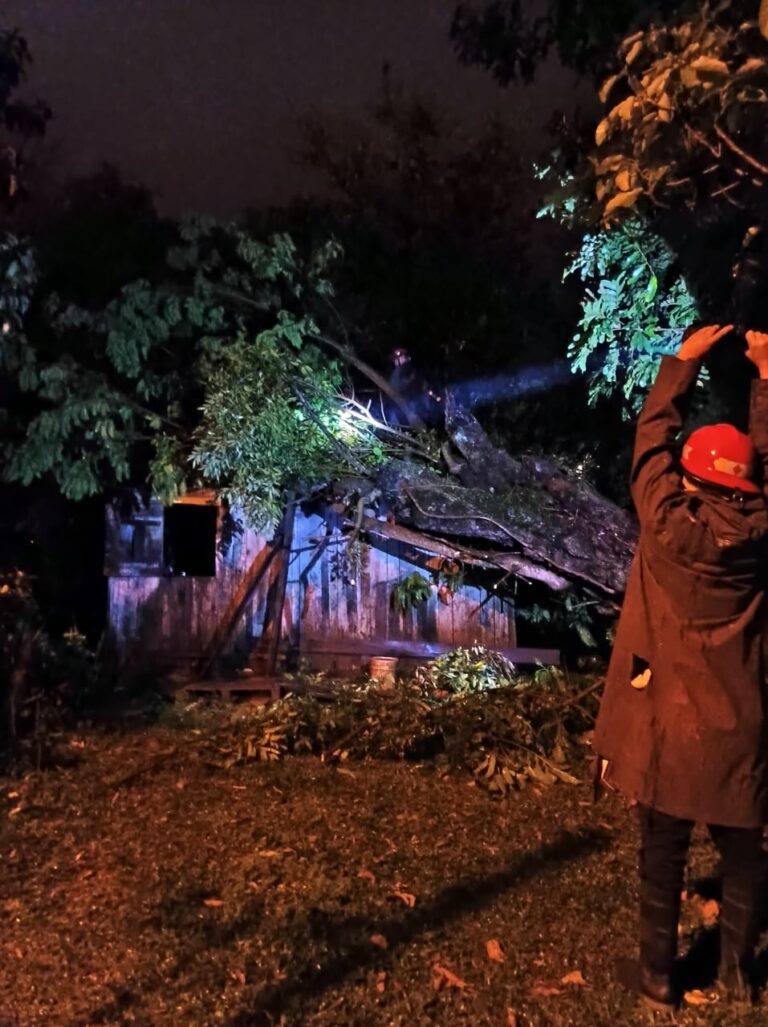 Un árbol cayó sobre una casa en Oberá: no hubo personas lesionadas imagen-1