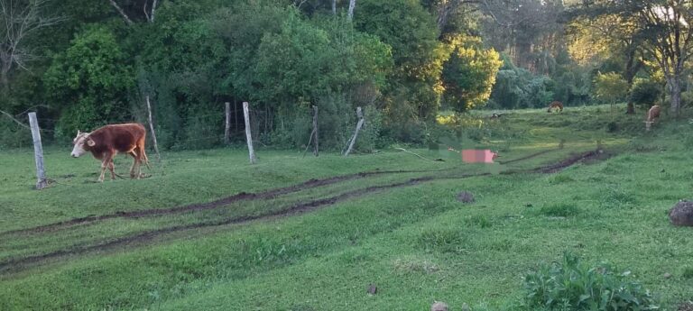 Un hombre de 75 años murió tras ser embestido por un toro en Caá Yarí imagen-37