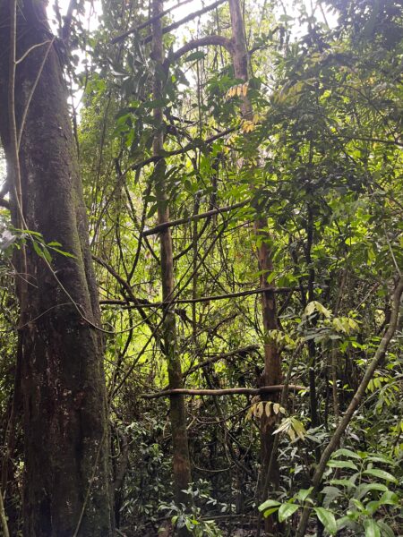 Trampas de caza furtiva desactivadas y un detenido en operativo rural en El Alcázar imagen-10