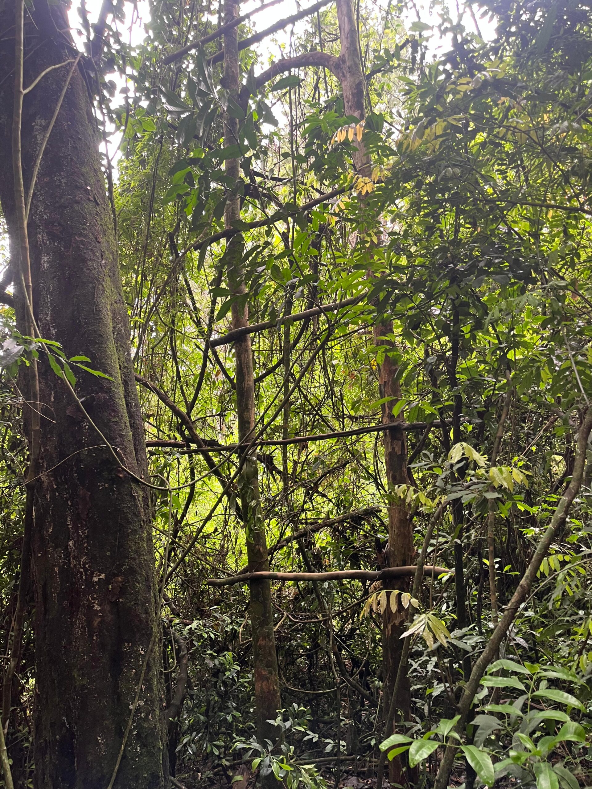 Trampas de caza furtiva desactivadas y un detenido en operativo rural en El Alcázar Trampas de caza furtiva desactivadas y un detenido en operativo rural en El Alcázar imagen-1
