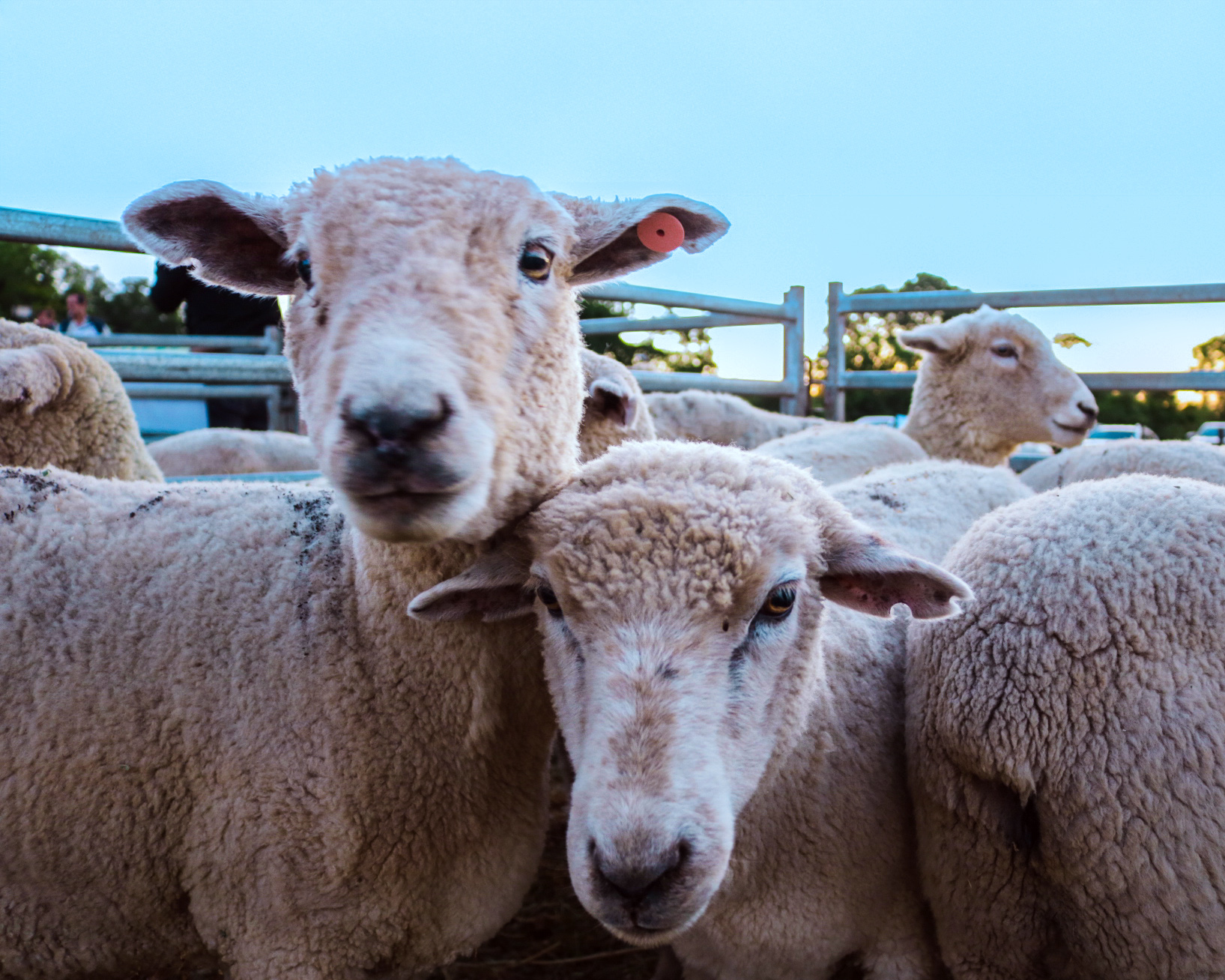 Capacitación ovina en Alem: fortalecer la cadena con conocimiento y manejo sustentable imagen-4