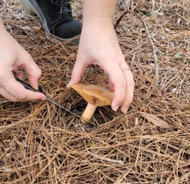 Misiones impulsa la producción de hongos con un convenio interinstitucional para capacitar en Escuelas Agrotécnicas imagen-3