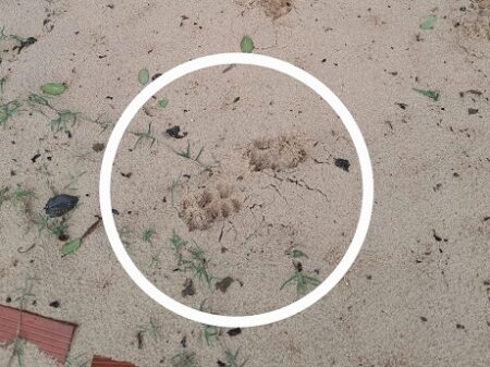 La Policía Ambiental confirma que el puma ya salió de la zona urbana "y no representa un riesgo para los vecinos" imagen-2