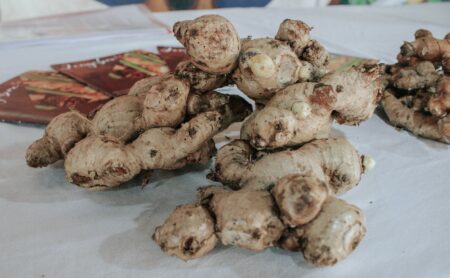 Impulsan producción de jengibre y cúrcuma con una línea de financiamiento específica imagen-4