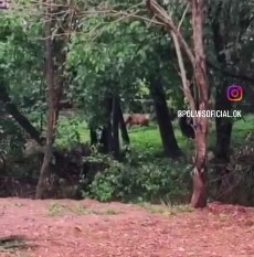 Investigan la presencia de un puma en un barrio de Posadas imagen-4