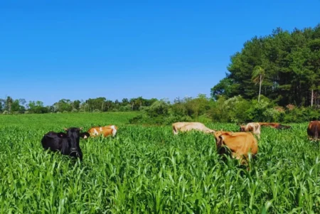 Lechería: recomendaciones a productores misioneros para el uso de pasturas adaptadas imagen-5