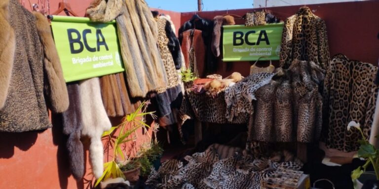Incautaron en Buenos Aires más de 200 prendas de pieles de especies protegidas, entre ellas de yaguareté imagen-43