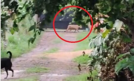 “Creemos que el puma se desorientó por la tormenta, porque no hubo ataques” imagen-3