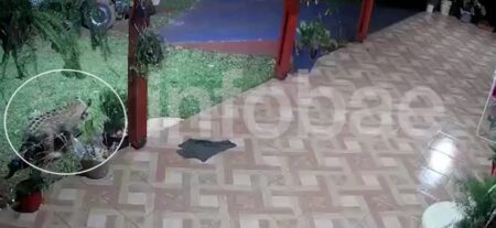 Un yaguareté de paseo por el jardín de una casa de Puerto Iguazú: "Tenemos miedo por nuestros hijos" imagen-7