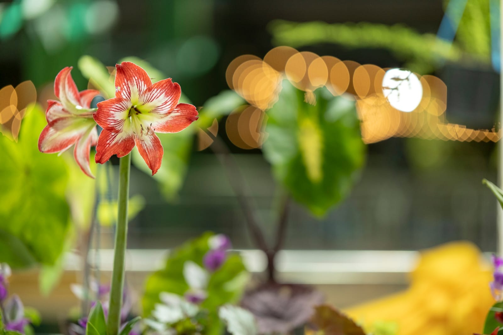 Passalacqua: “En Misiones tenemos todas las condiciones para construir un núcleo económico fuerte a partir de la producción de flores” imagen-2