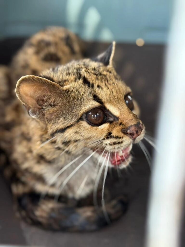 Nuevo rescate: ya son más de 250 animales silvestres salvados por la Policía en 2025 imagen-39