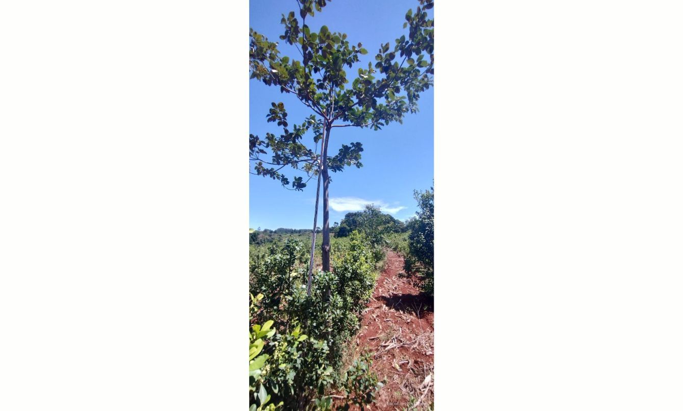 Crecen con buen desarrollo los árboles implantados en yerbales para lograr resiliencia climática imagen-2