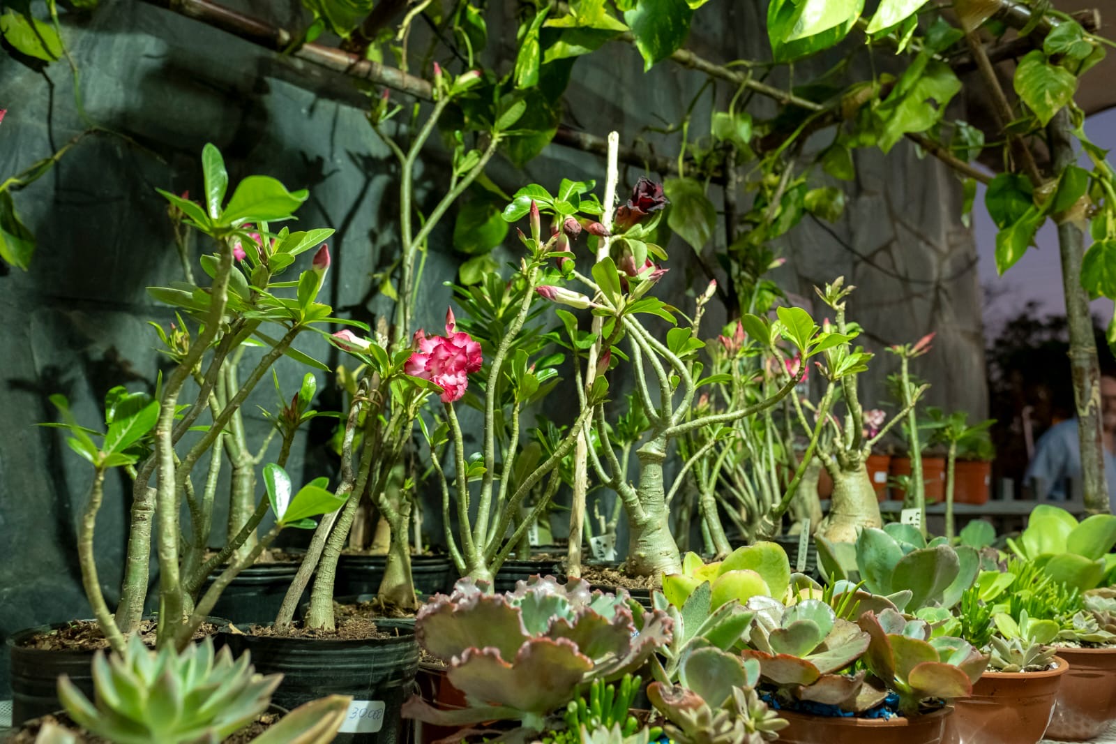 Passalacqua: “En Misiones tenemos todas las condiciones para construir un núcleo económico fuerte a partir de la producción de flores” imagen-6