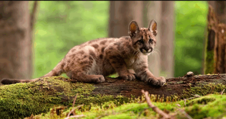 Condenaron al joven de 18 años que mató a un cachorro de puma y filmó la agresión: deberá capacitarse sobre fauna silvestre imagen-7