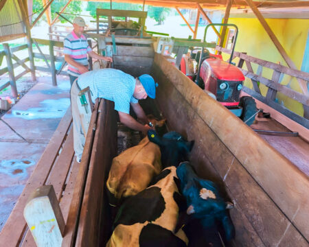 El lunes 13 comienza en Misiones la segunda campaña 2025 de vacunación contra la fiebre aftosa imagen-3