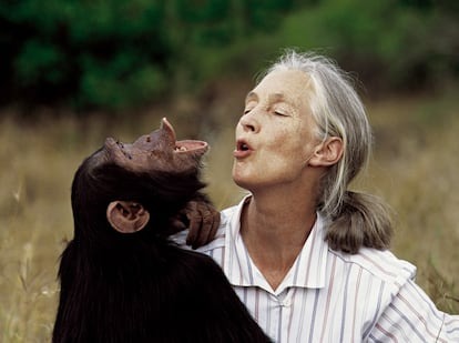 Murió Jane Goodall, reconocida primatóloga: "Misiones te agradece de corazón. Tu legado vivirá por siempre", expresó Passalacqua imagen-2