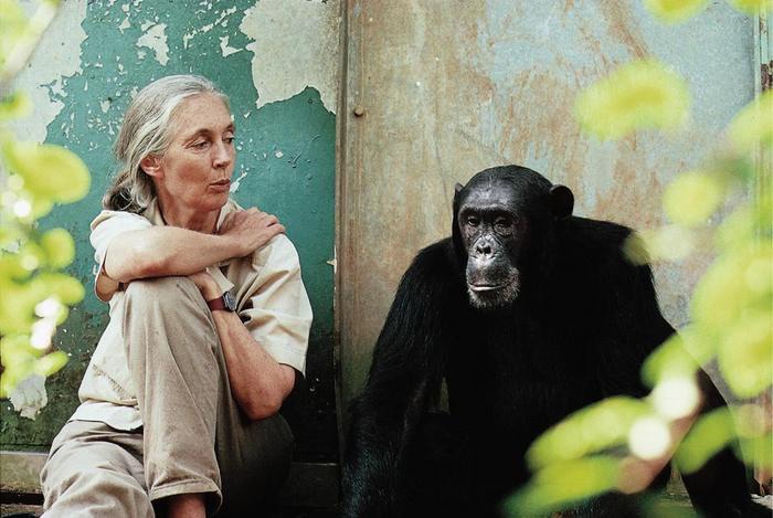 Murió Jane Goodall, reconocida primatóloga: "Misiones te agradece de corazón. Tu legado vivirá por siempre", expresó Passalacqua imagen-6