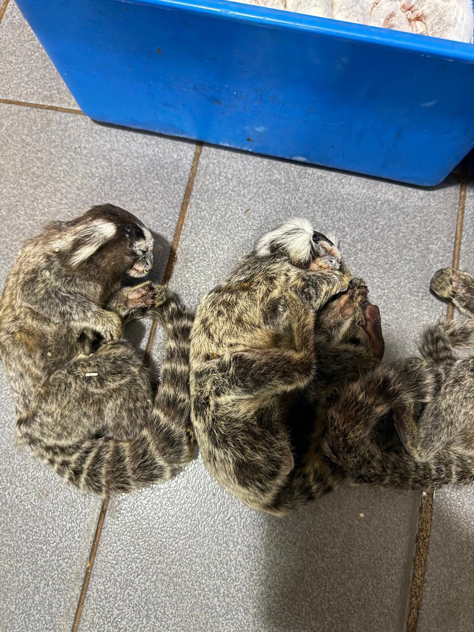 Allanan veterinaria céntrica de Posadas y rescatan más de cien animales silvestres imagen-16