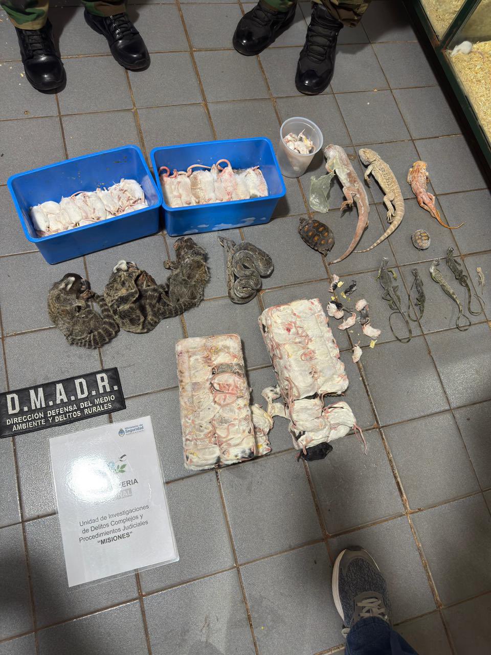 Allanan veterinaria céntrica de Posadas y rescatan más de cien animales silvestres imagen-14