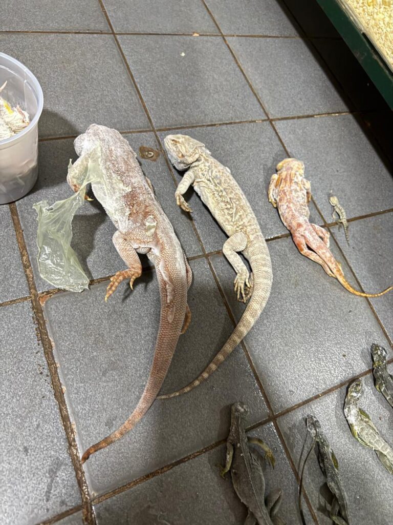 Imputaron por maltrato animal al dueño de la veterinaria allanada imagen-27