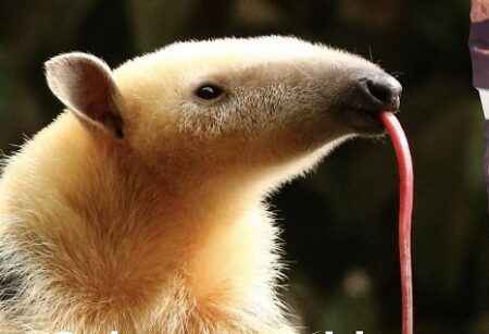 En 2025, el Parque Ecológico El Puma superó sus propios récords imagen-5