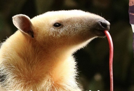 En 2025, el Parque Ecológico El Puma superó sus propios récords imagen-50