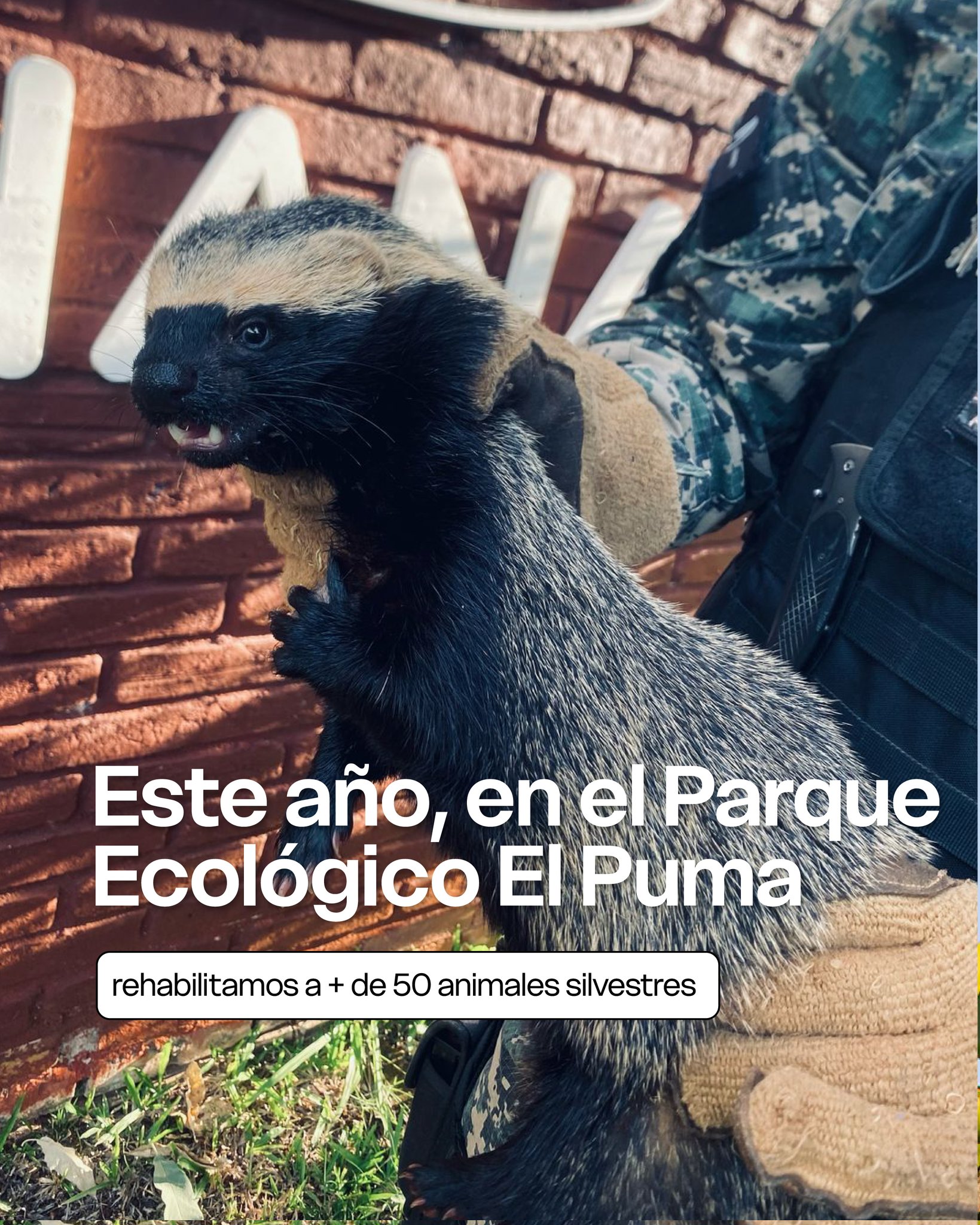 En 2025, el Parque Ecológico El Puma superó sus propios récords imagen-1