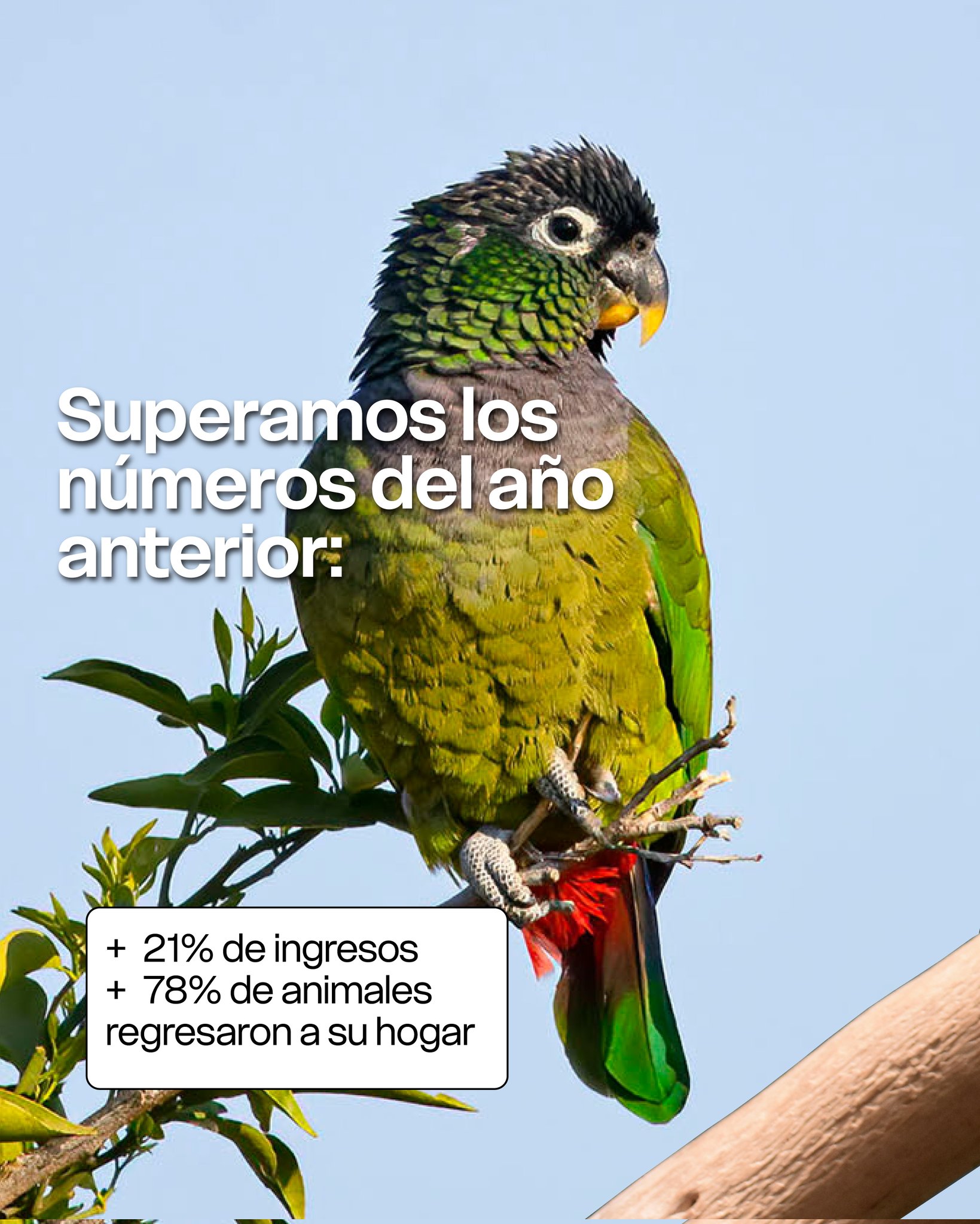 En 2025, el Parque Ecológico El Puma superó sus propios récords imagen-3