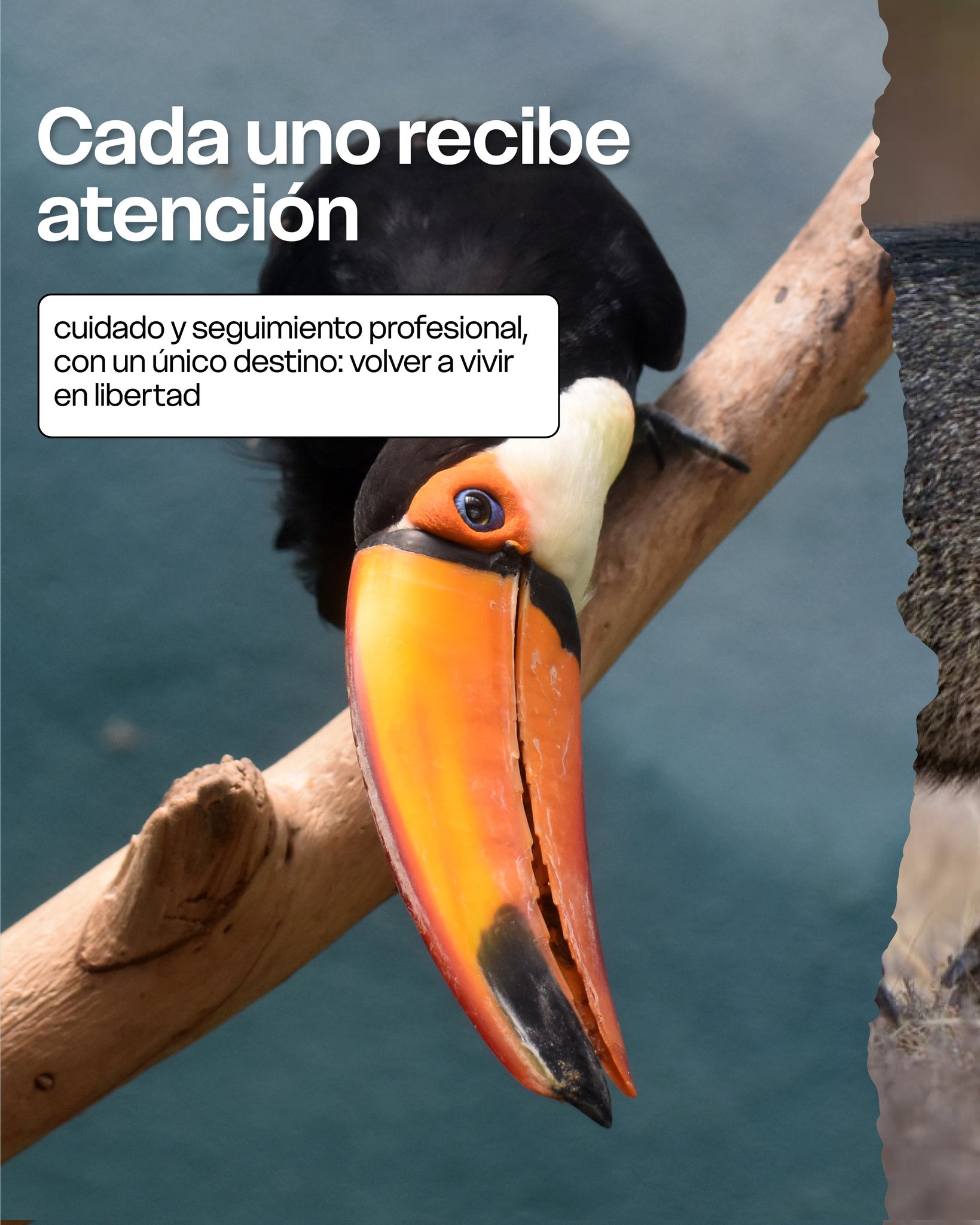 En 2025, el Parque Ecológico El Puma superó sus propios récords imagen-5