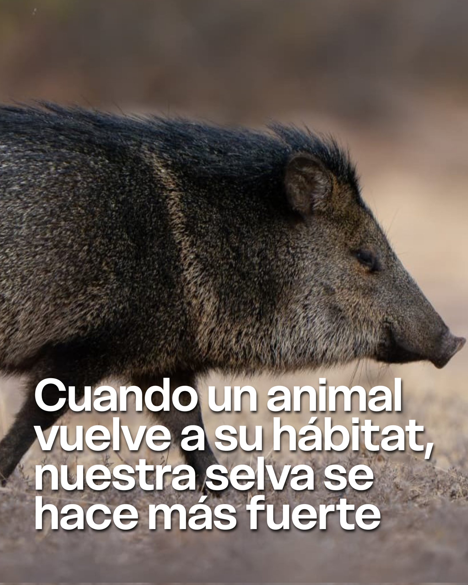 En 2025, el Parque Ecológico El Puma superó sus propios récords imagen-7