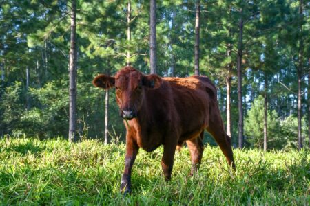 “La planificación es la única forma de transformar la conciencia ambiental en políticas efectivas”, observan imagen-5