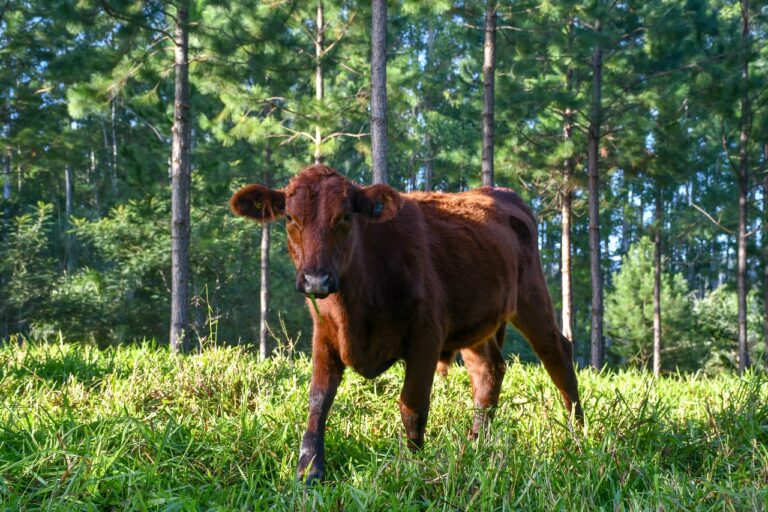 “La planificación es la única forma de transformar la conciencia ambiental en políticas efectivas”, observan imagen-11