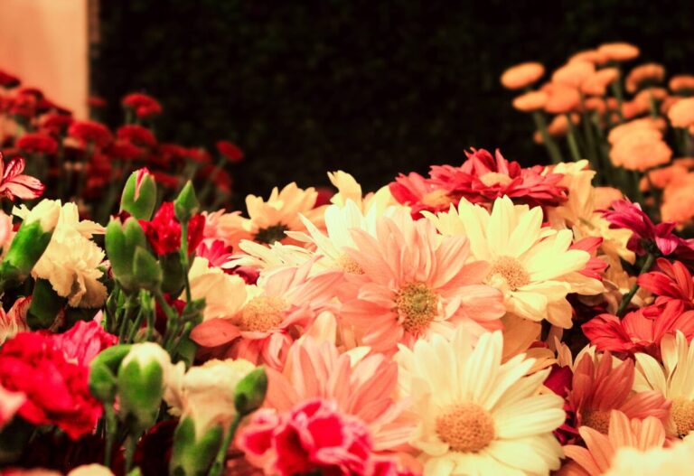 La producción ornamental misionera se expande y llega por primera vez al mercado nacional de Mercoflor imagen-12