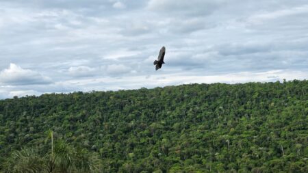Cambio Climático y pérdida de biodiversidad, un llamado a la conciencia ambiental imagen-9