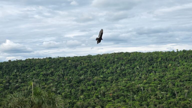 Cambio Climático y pérdida de biodiversidad, un llamado a la conciencia ambiental imagen-6