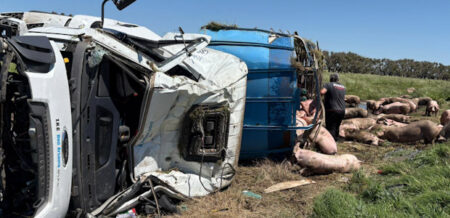 Volcó un camión con cerdos en la Ruta 7 y los vecinos se llevaron la carga imagen-5