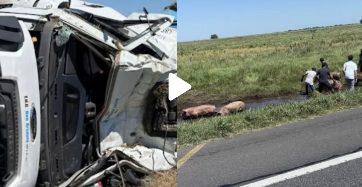 Volcó un camión con cerdos en la Ruta 7 y los vecinos se llevaron la carga 5 Volcó un camión con cerdos en la Ruta 7 y los vecinos se llevaron la carga imagen-4