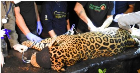 Capturaron a la yaguareté “Pará” en Iguazú: fue madre y será trasladada a Yabotí Capturaron a la yaguareté “Pará” en Iguazú: fue madre y será trasladada a Yabotí imagen-1