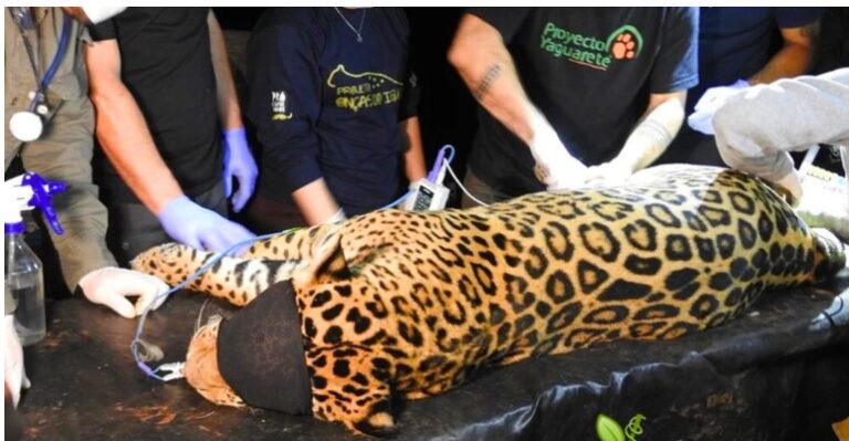 Capturaron a la yaguareté “Pará” en Iguazú: fue madre y será trasladada a Yabotí imagen-20