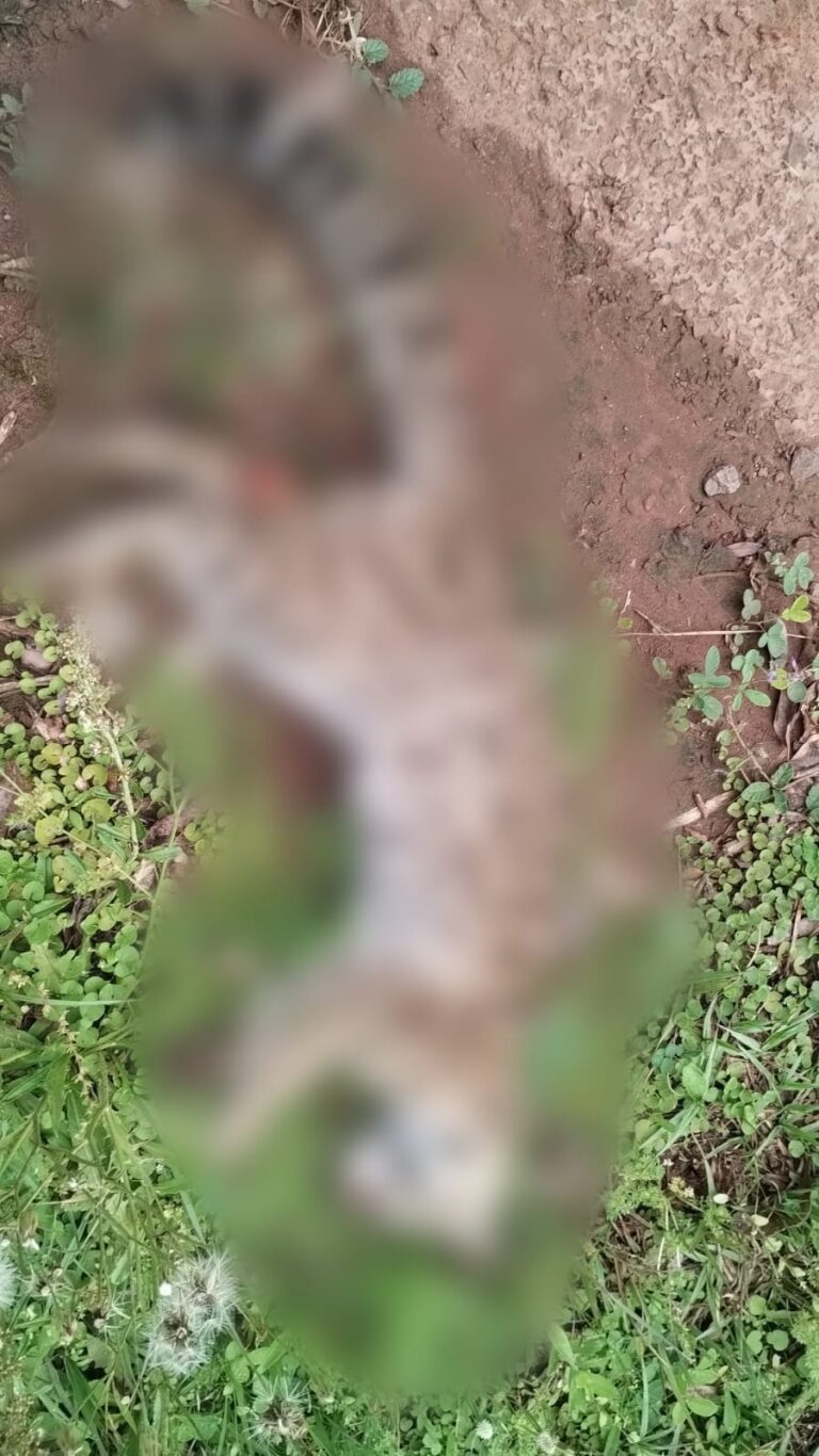 Investigan la muerte de un felino silvestre en la Ruta Provincial 216 imagen-32