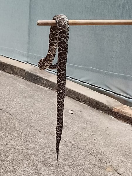 Reubicaron ejemplares de serpientes hallados en la Biofábrica y en la Costanera de Posadas Reubicaron ejemplares de serpientes hallados en la Biofábrica y en la Costanera de Posadas imagen-4