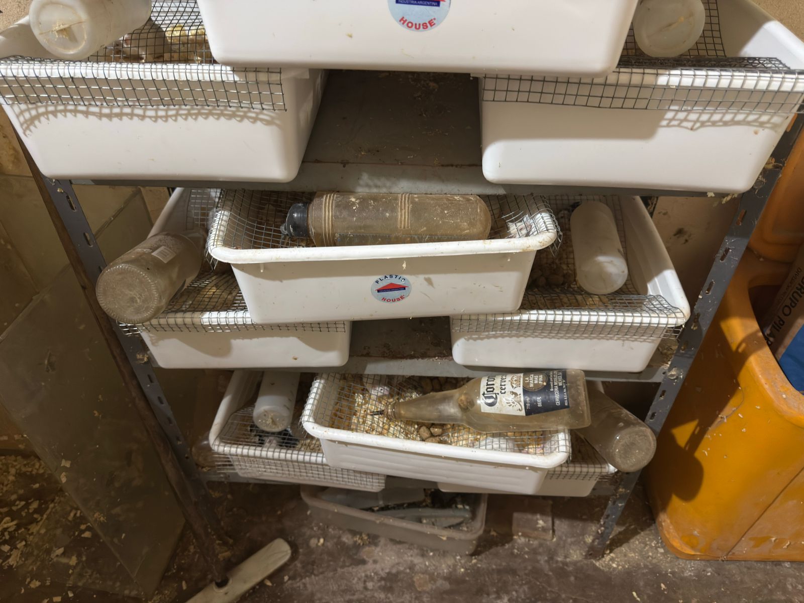 Allanan veterinaria céntrica de Posadas y rescatan más de cien animales silvestres imagen-4