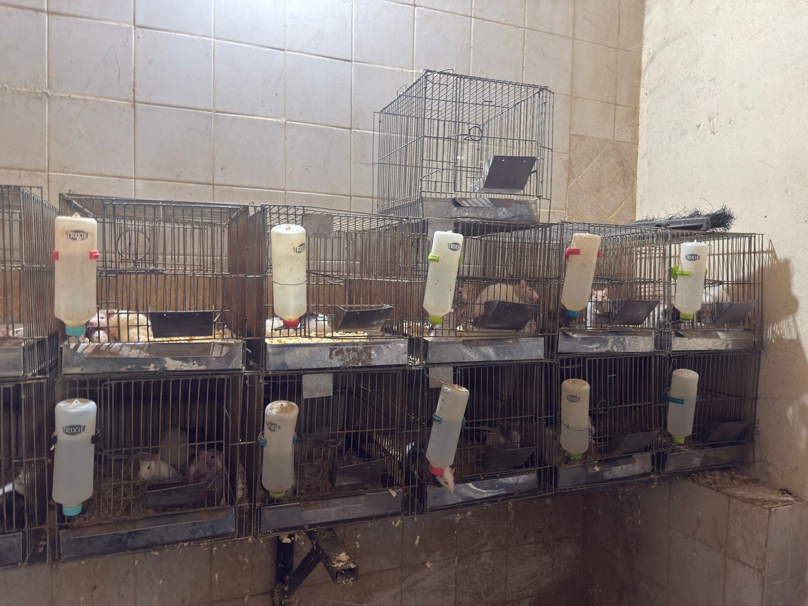 Allanan veterinaria céntrica de Posadas y rescatan más de cien animales silvestres imagen-2